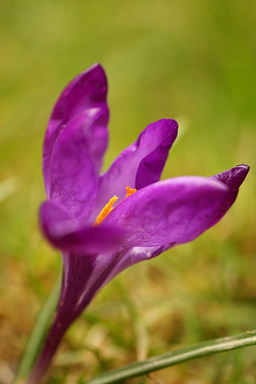 moje krokusy