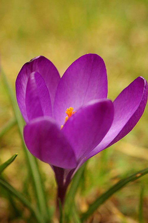 moje krokusy