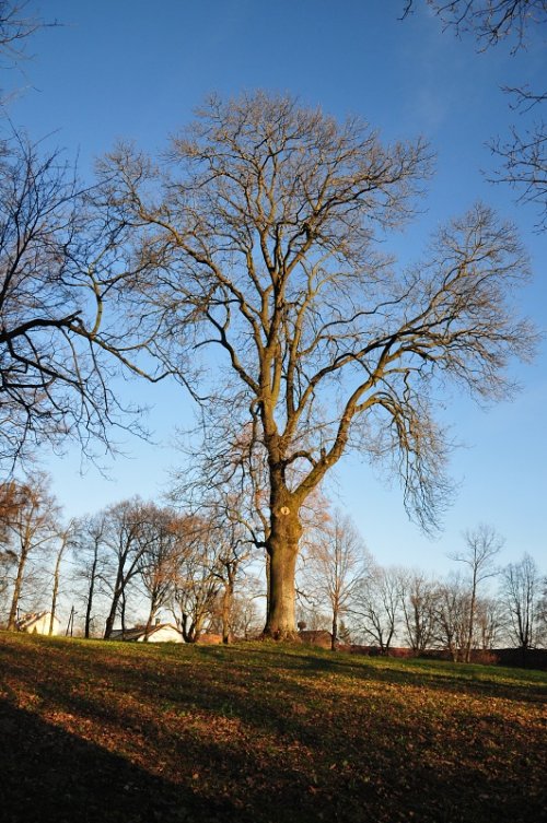 park