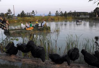 I Międzynarodowego Plener w Drewnie - Gogołowskie drzewoludy 2009