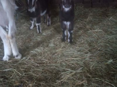 Sprzedam młode kózki 