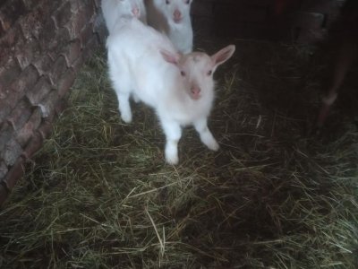 Sprzedam młode kózki 